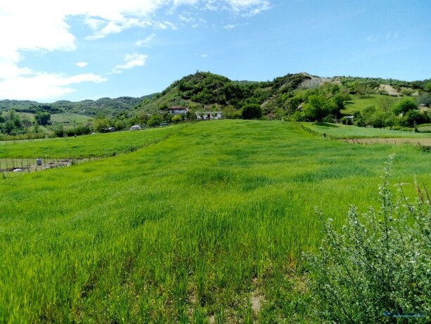 toke-per-shitje-ne-zonen-peze-e-madhe-tirane-big-2